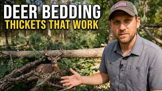 Deer Bedding Thickets That Actually Get Results