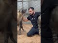 رجل في مواجهة الضباع Hyena Breeder In The Face Of Hyenas 
