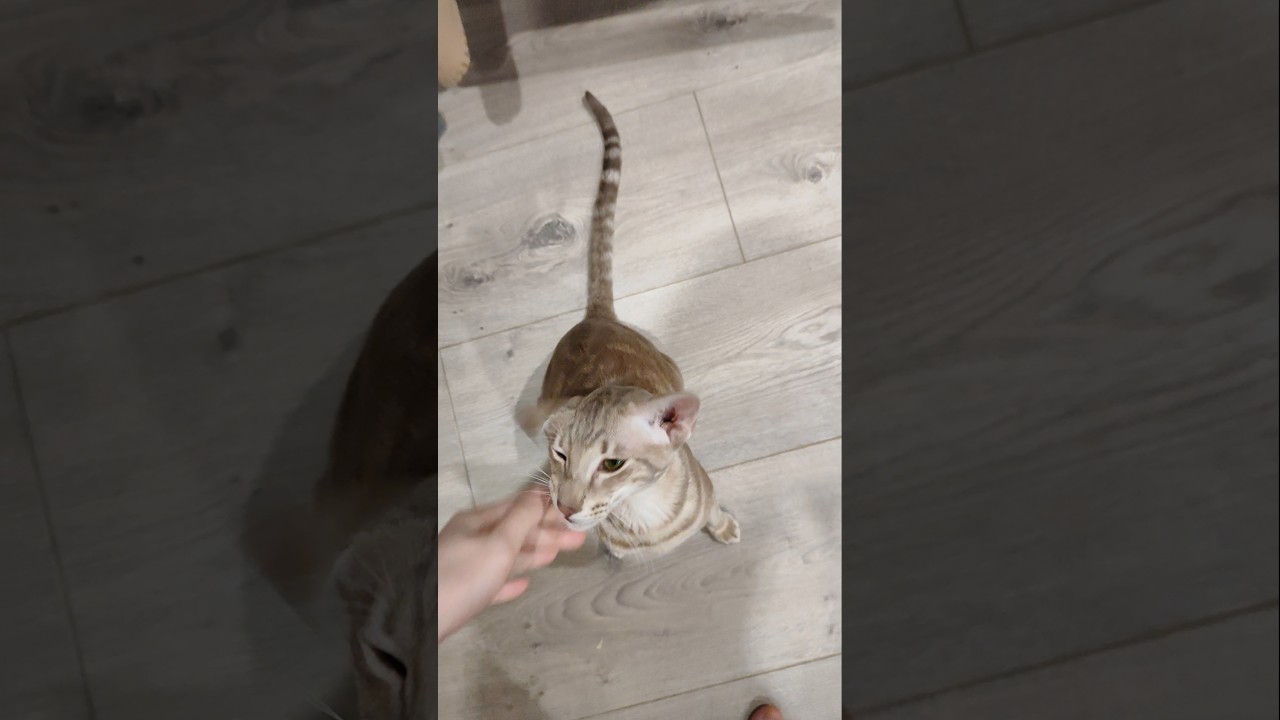 😻Oriental cat thinks he's a dog! 