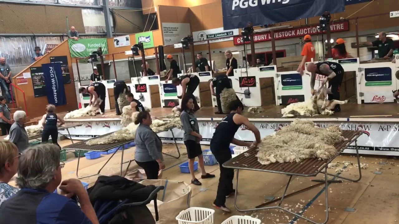 Fastest sheep shearing competition YouTube