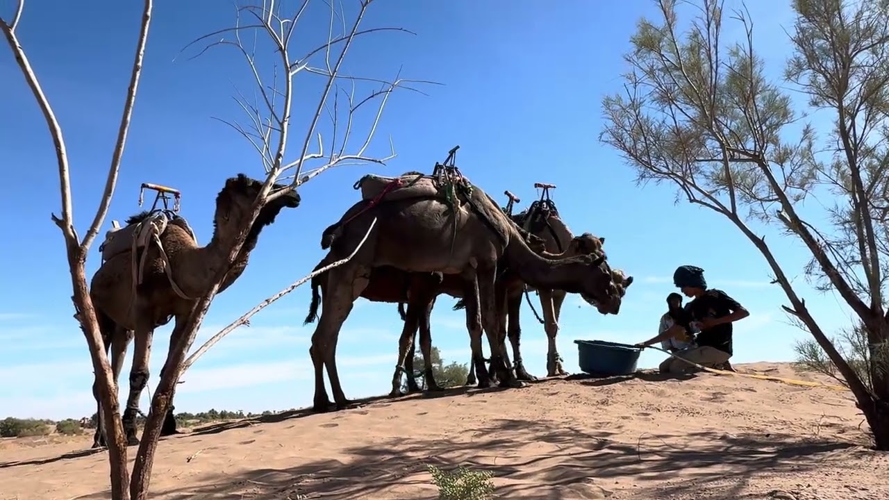 Nomadic Life… Camel Breakfast