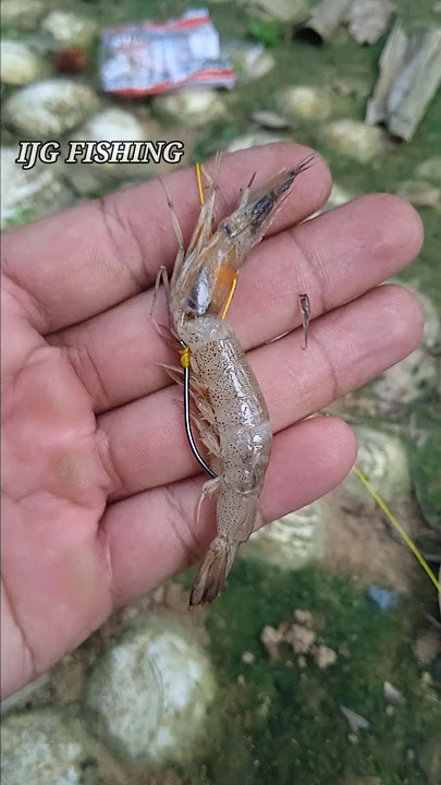 cara pasang umpan udang mati untuk mancing dasaran #mancing #umpanjitu #udang #umpan #fishing