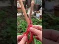 Proses mengikat tali pada kayu tanpa menggunakan alat #shorts
