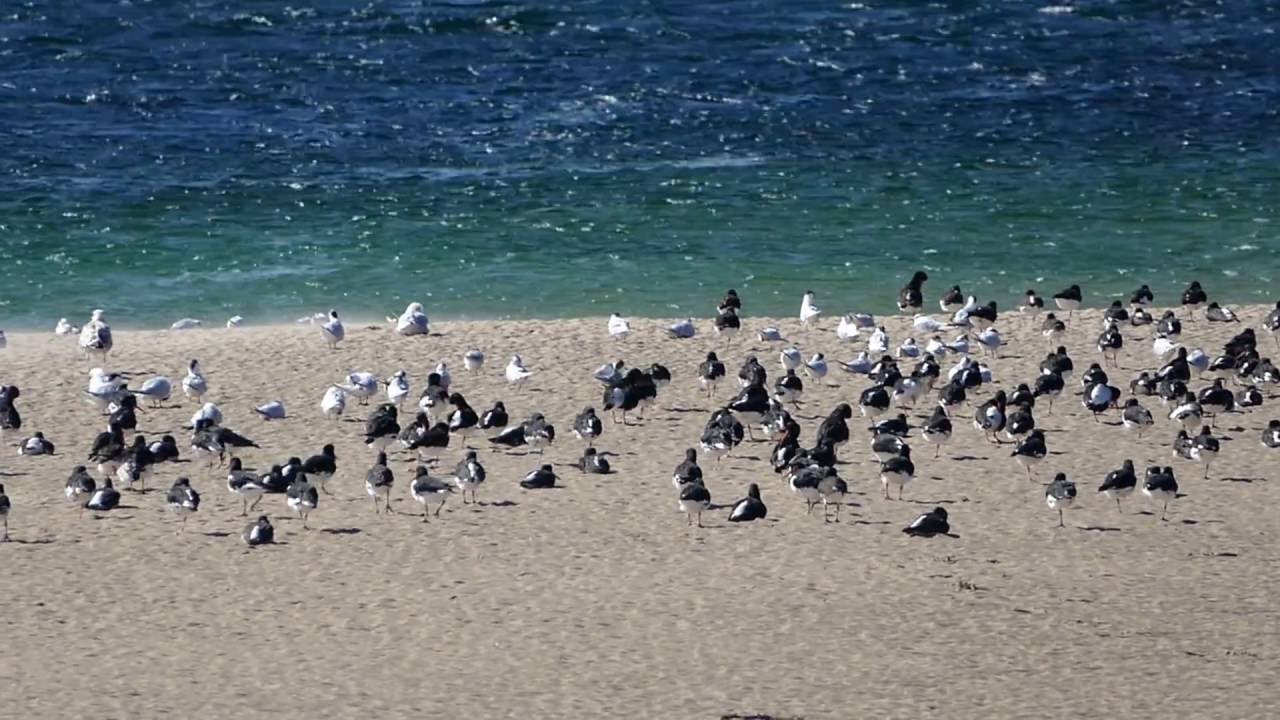 Austernfischer am Loch Fleet  00081