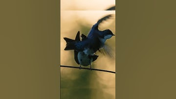 Romance of The Tree Swallows  Wincent   VN1dH #bird #nature #wildlife