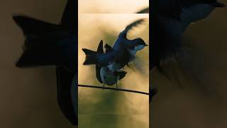 Romance of The Tree Swallows  Wincent   VN1dH #bird #nature #wildlife