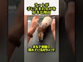 飼いラットが手に包まれるのを好きな理由