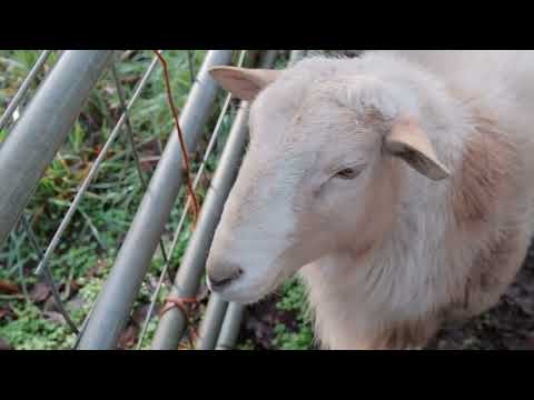 39245 Miller Cemetery Rd, Scio, OR home video tour