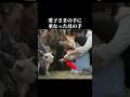 犬に手を伸ばした一歳四カ月の愛子さま、雅子さまがとった行動 #愛子さま #雅子皇后 #皇室