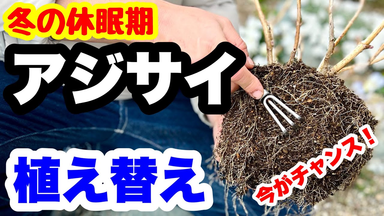 ◆冬の休眠期【アジサイの植替え】今こそチャンスです！