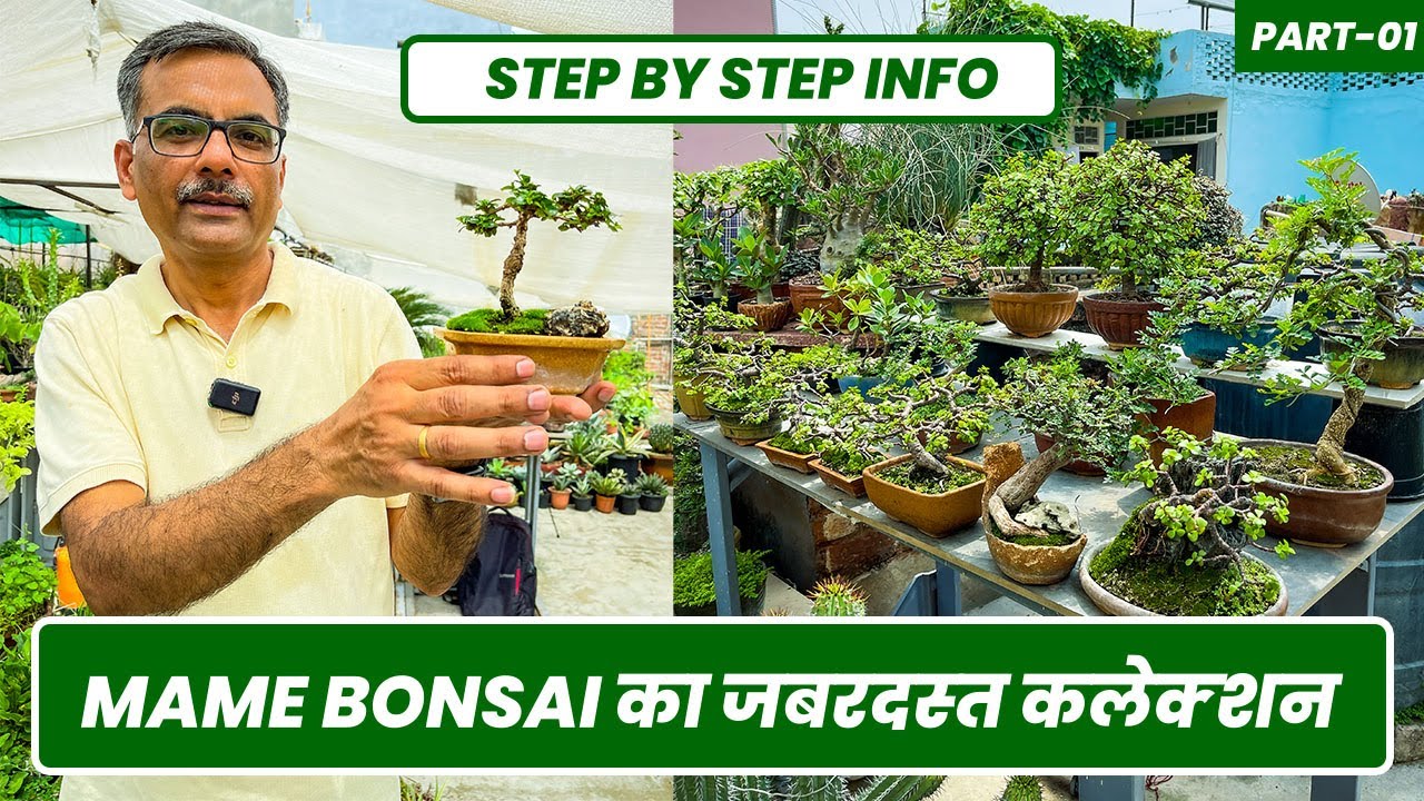 Mame Bonsai का ऐसा कलेक्शन नहीं देखा होगा 😯 मजा आ जायेगा 🤩