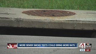 More sewer smoke tests could bring more rats