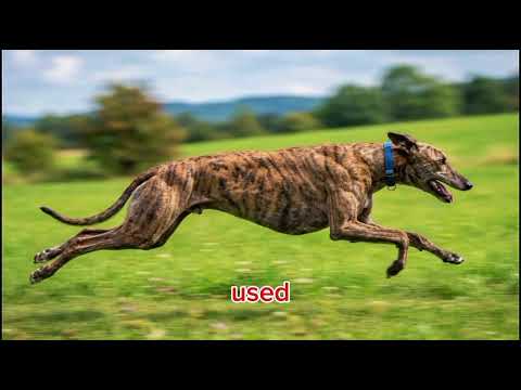 The Ultimate Guide To Speeddogs