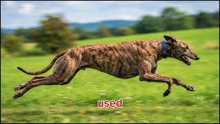 The Ultimate Guide: All 32 AKC Hound Breeds Explained (Every Legendary Hunter)