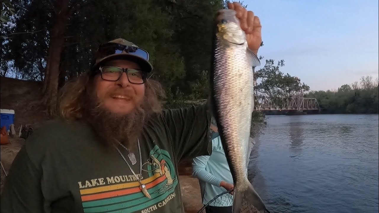FISHING the AMERICAN SHAD RUN on the Santee rediversion canal & COOPER