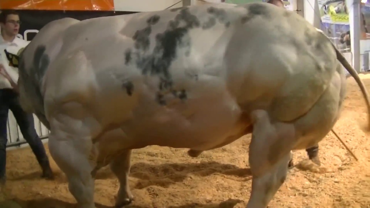 The bull with the highest muscle in the world 🐂 - YouTube