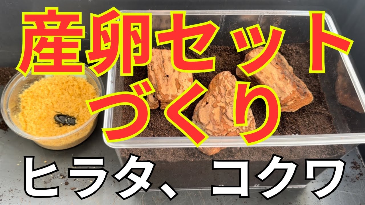 【クワガタ】ヒラタクワガタ、コクワガタの産卵セット組んでみた！
