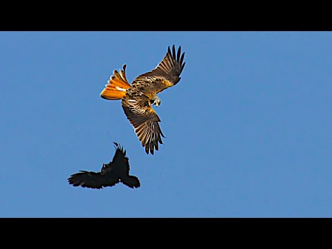 Aerial combat  Red kite vs Crow (2) in slow motion 4K UHD