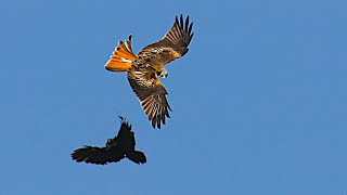 Aerial combat Red kite vs Crow (2) in slow motion 4K UHD