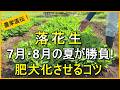 【落花生栽培】収穫に差がつく！結莢期・肥大期にやるべきお世話を解説【有機農家直伝！無農薬で育てる家庭菜園】　26/7/30