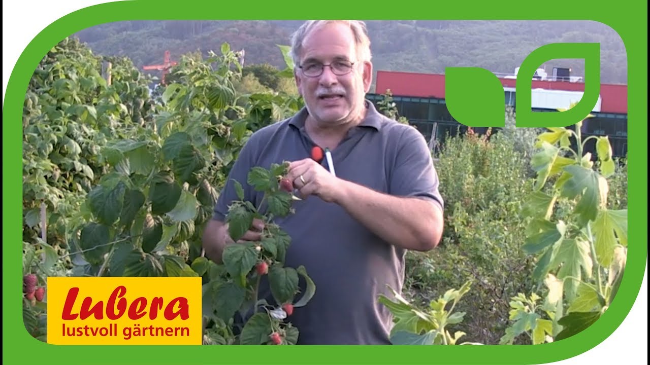 Himbeeren durch Stecklinge vermehren - Himbeerpflanzen selber ziehen