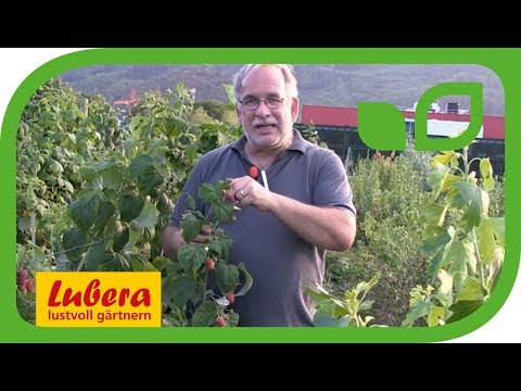 Video: Verschiedene Sorten Von Himbeeren, Johannisbeeren Und Apfelbäumen Mit Großen Früchten