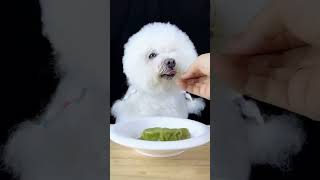 cute dog eating food #creative #art #talent #satisfying #amazing #shorts