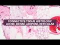 Connective Tissue Histology: Loose, Dense, Adipose, Reticular