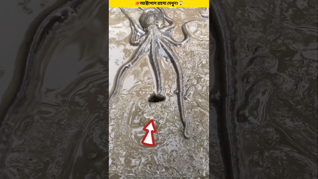 See the mystery of the octopus!😱 #shorts #facts