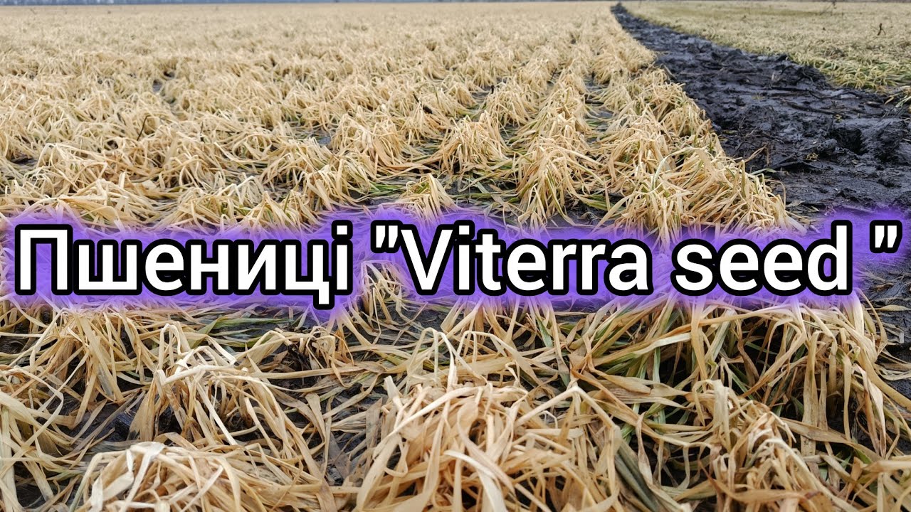 27.02.26. Вже кінець. Чи ще маємо надію? Пшениці від мільйонники від ''Viteеra seed''.