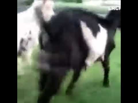Василий Хамло Не Тряси Яйцами Порно