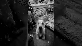 Download Lagu dog likes the song 🐕 (song: YUKAI - dysthymia) MP3