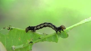 Geometrid Moth Caterpillar (Geometridae)