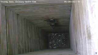 First chimney swift egg laid on 5/28/2023