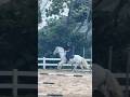 Jakeee🩶 #equestrianjourney #forupage #viral #pony #equestrian #horseriding