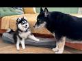 This Tiny Pomsky Puppy Melted a Big Dog’s Heart