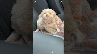 Puppy Core