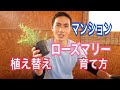 ローズマリーの育て方と植え替え！！（マンション用）