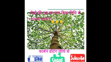 calculate age of tree##🌴🌴🌴🌴🌴