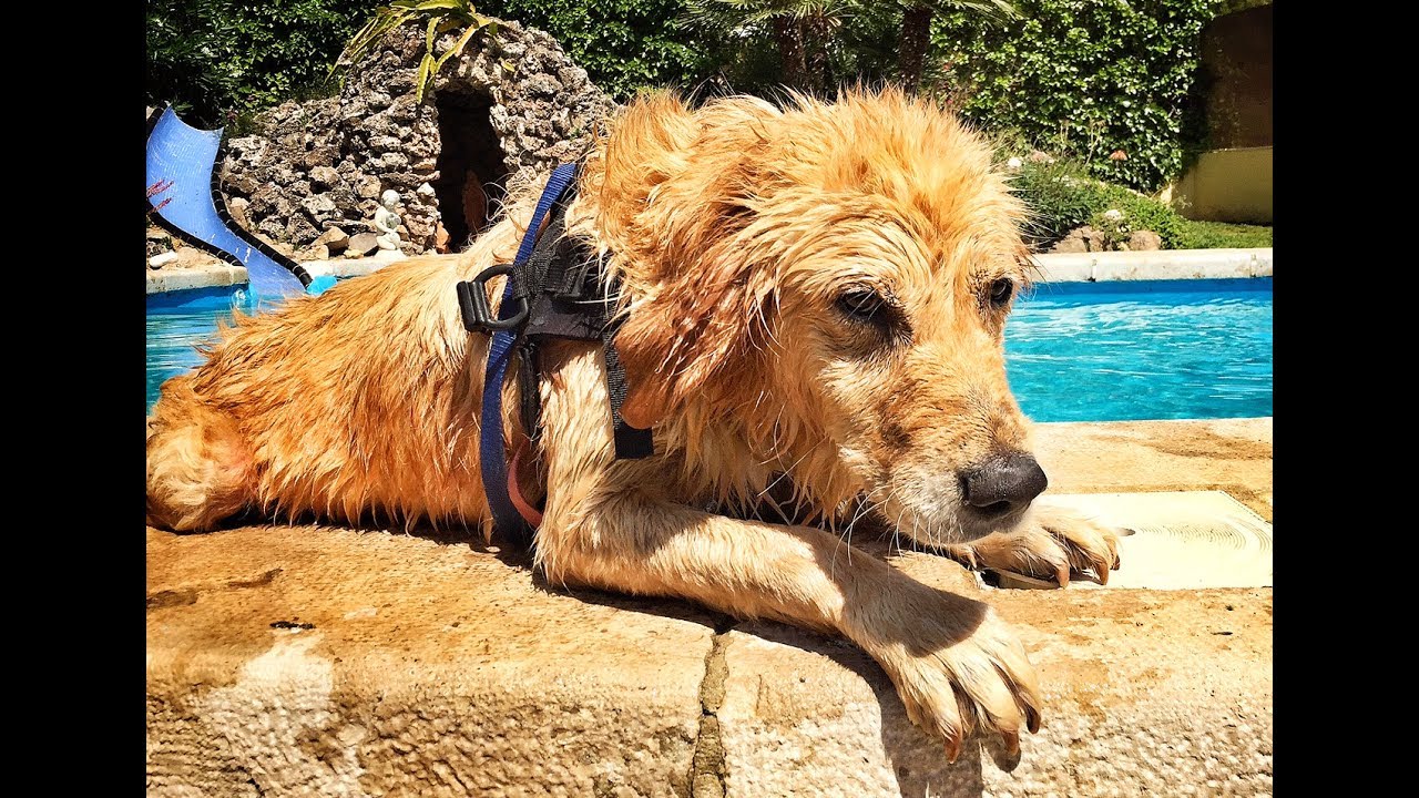 Can Paralyzed Dogs Poop On Their Own