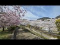 Shiroyama Park, Nagano in Spring