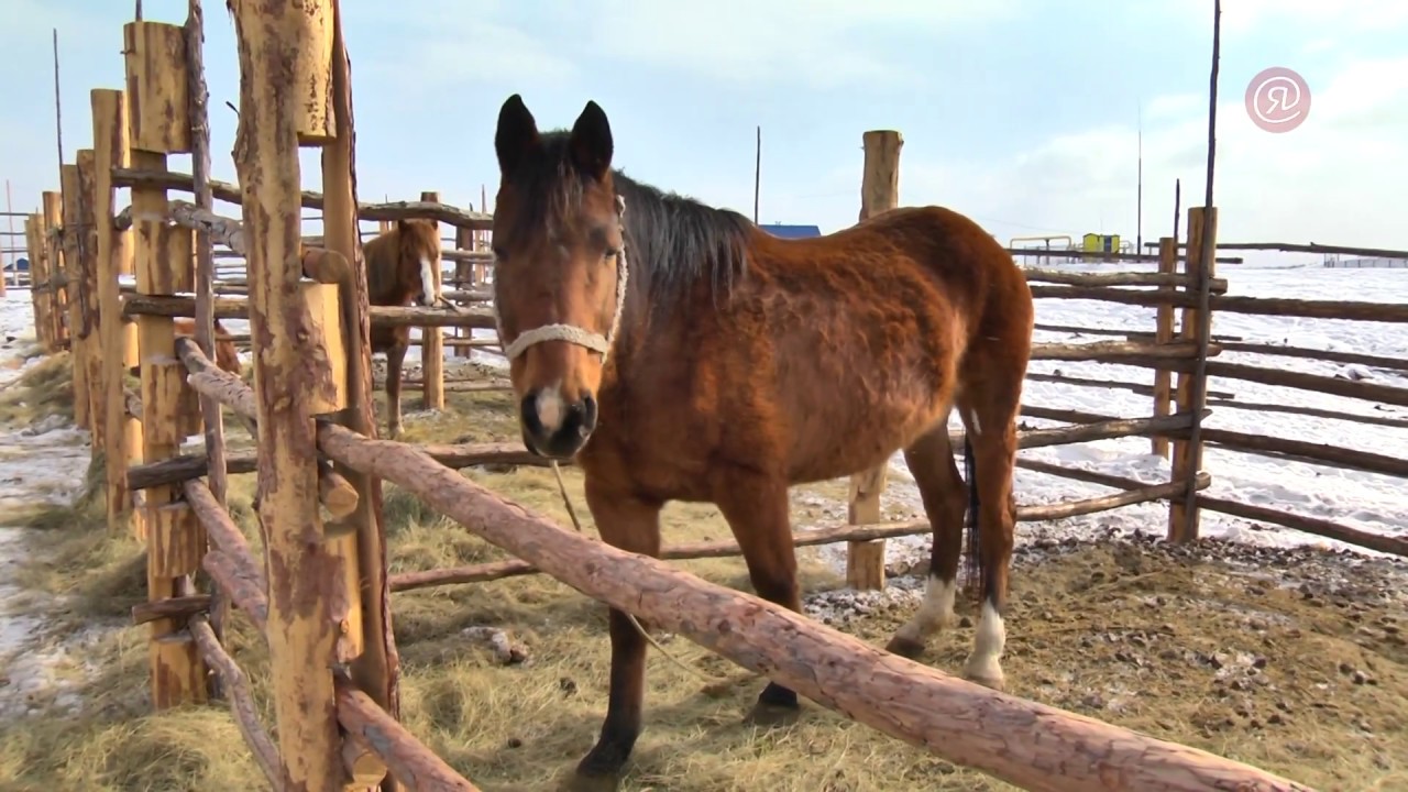 Жокей СХПК "Тумул" Виктор Кандинский - YouTube