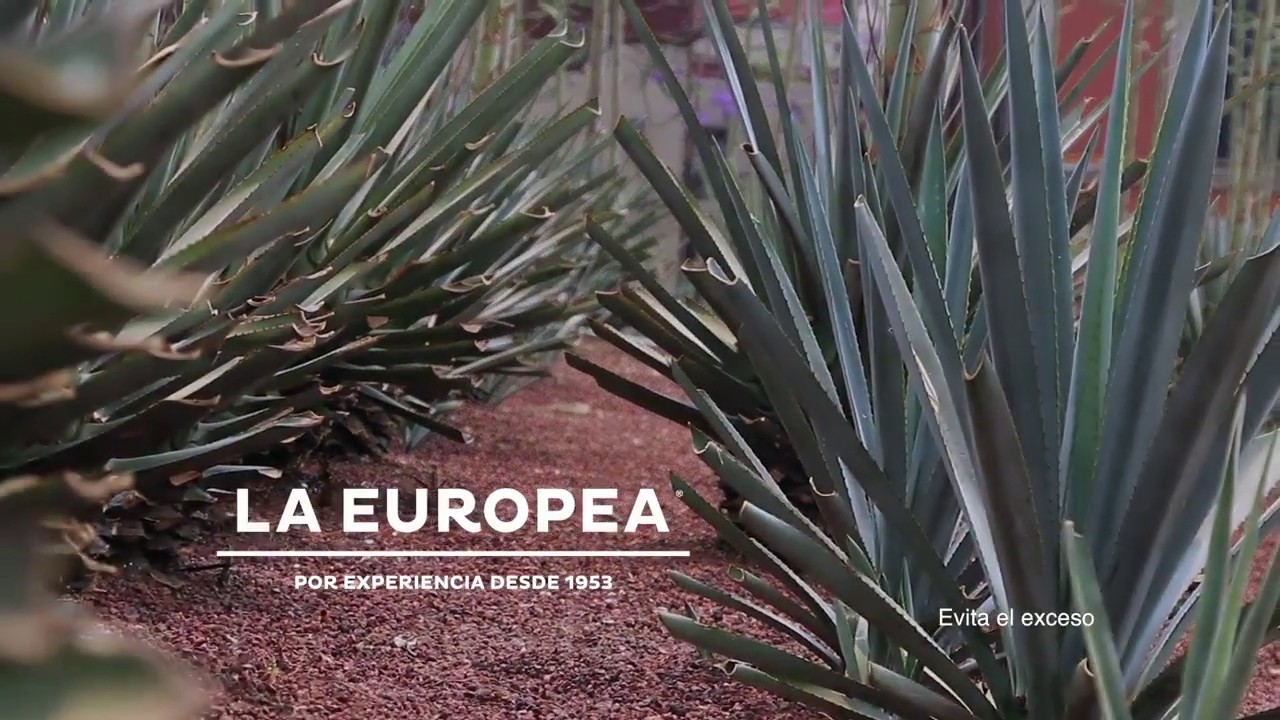 La Europea, 5° Festival Nuestros Grandes Tequilas YouTube