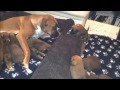 10 Boxer Puppies with Mum and Dad Lily and Milo