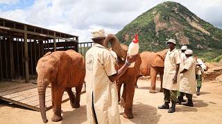 Kaluku Boys Toto, Natibu, and Mwinzi Graduate to Ithumba | Sheldrick Wildlife Trust