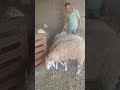 متوفر خرفان و كباش العيد سلعة و سومة 0658233125