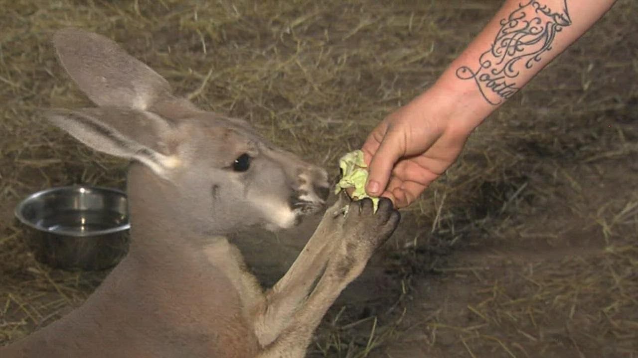 KENNICK'S COMMUNITY: 'Castillo Family Farm' asking for donations to help buy property