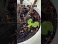 Day 9 - Bitter gourd #dailyupdates #plants #bittergourd #seedlings #hobby #garden #seedtoplant