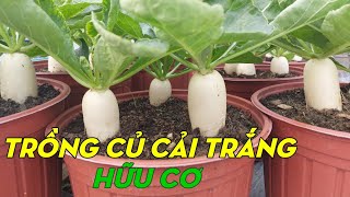 How To Grow White Radish From Seeds To Harvest | Phan Đức #189