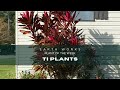 Ti plants habits and care jacksonville  florida